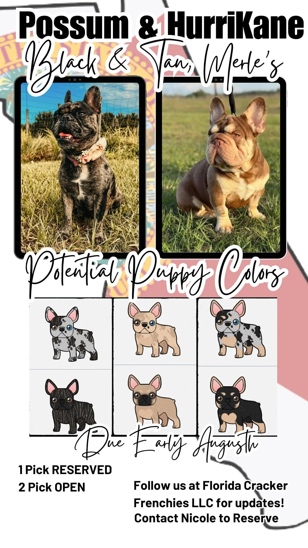 Possible French Bulldog puppy Colors for Possum and HurriKane at Florida Cracker Frenchies.