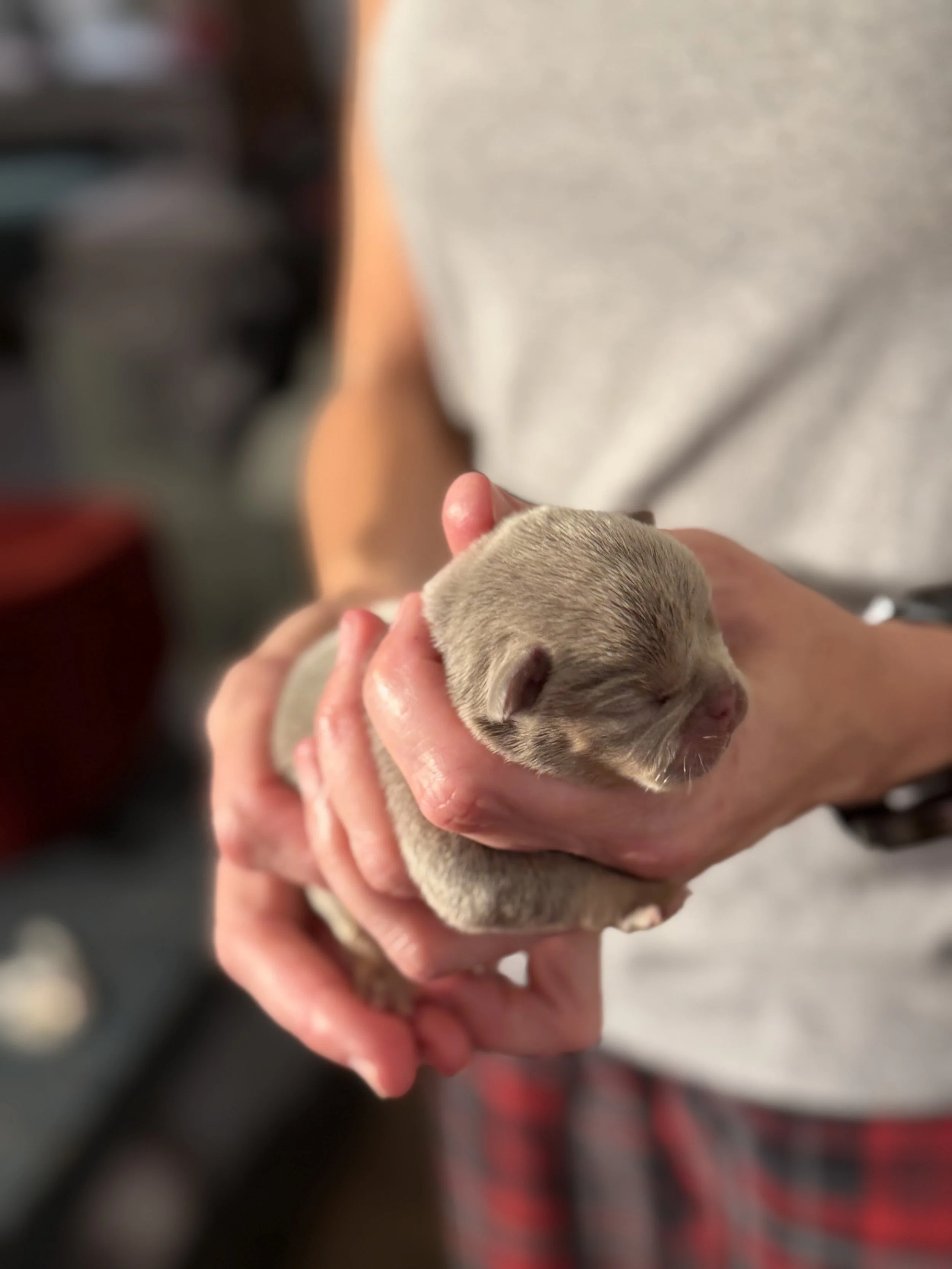 Nala & Cyber Attack Puppies