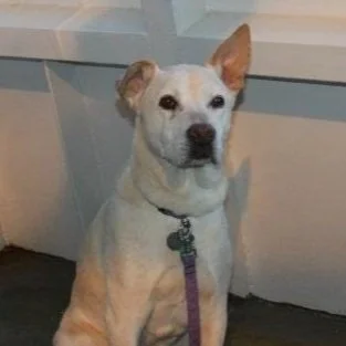 A white dog with a black nose and ears, sitting indoors with a purple collar and leash.