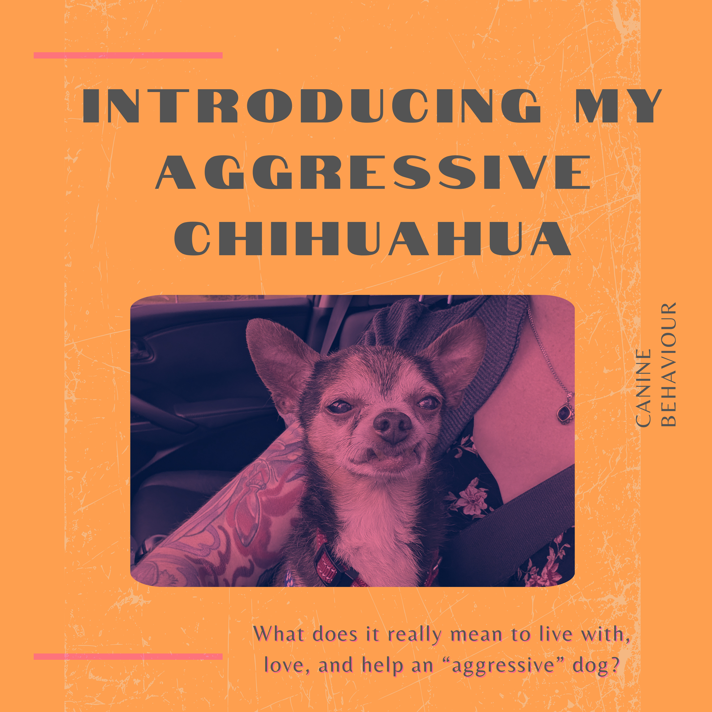 Befriending Mister Burns: Introducing My Aggressive Chihuahua