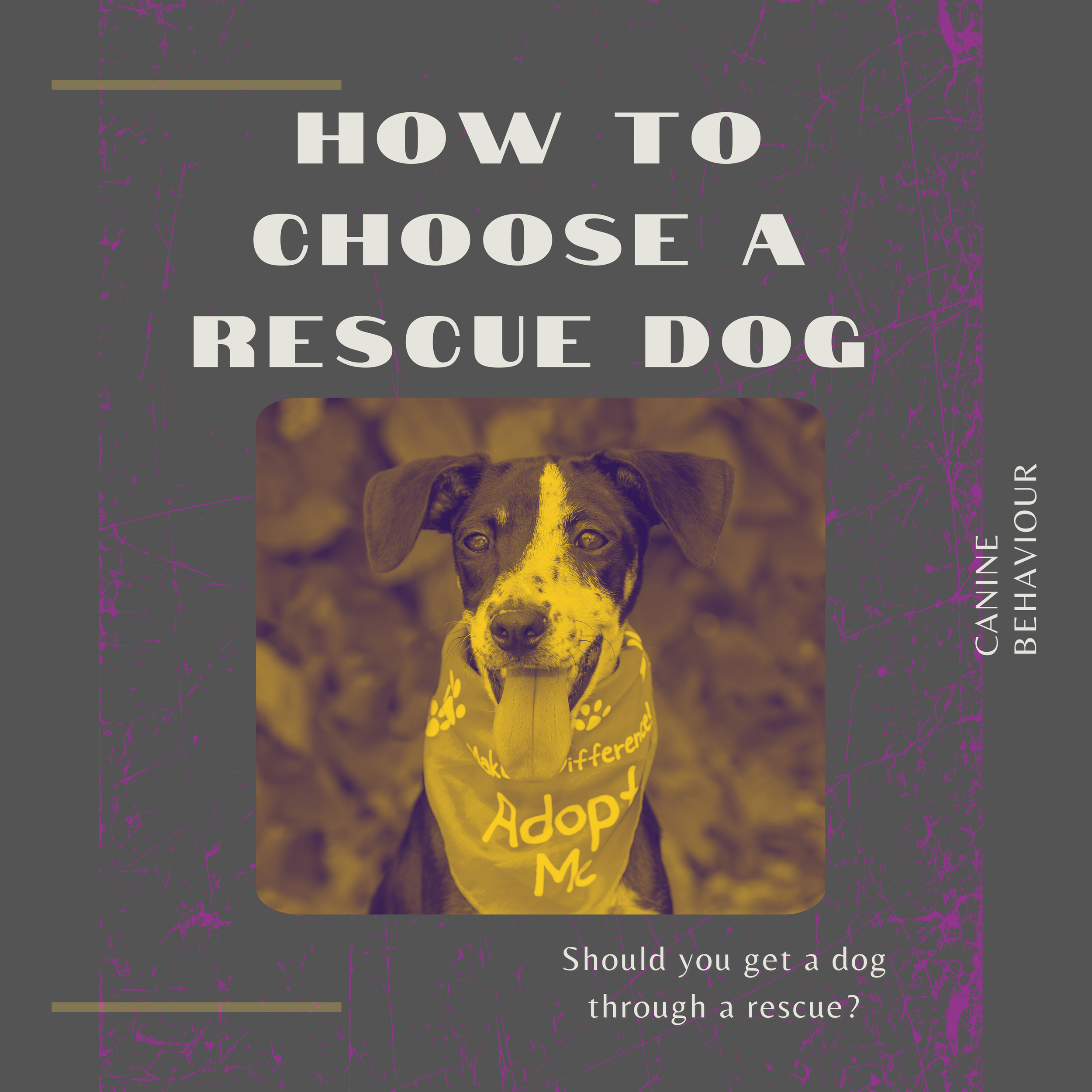 How to Choose a Rescue Dog