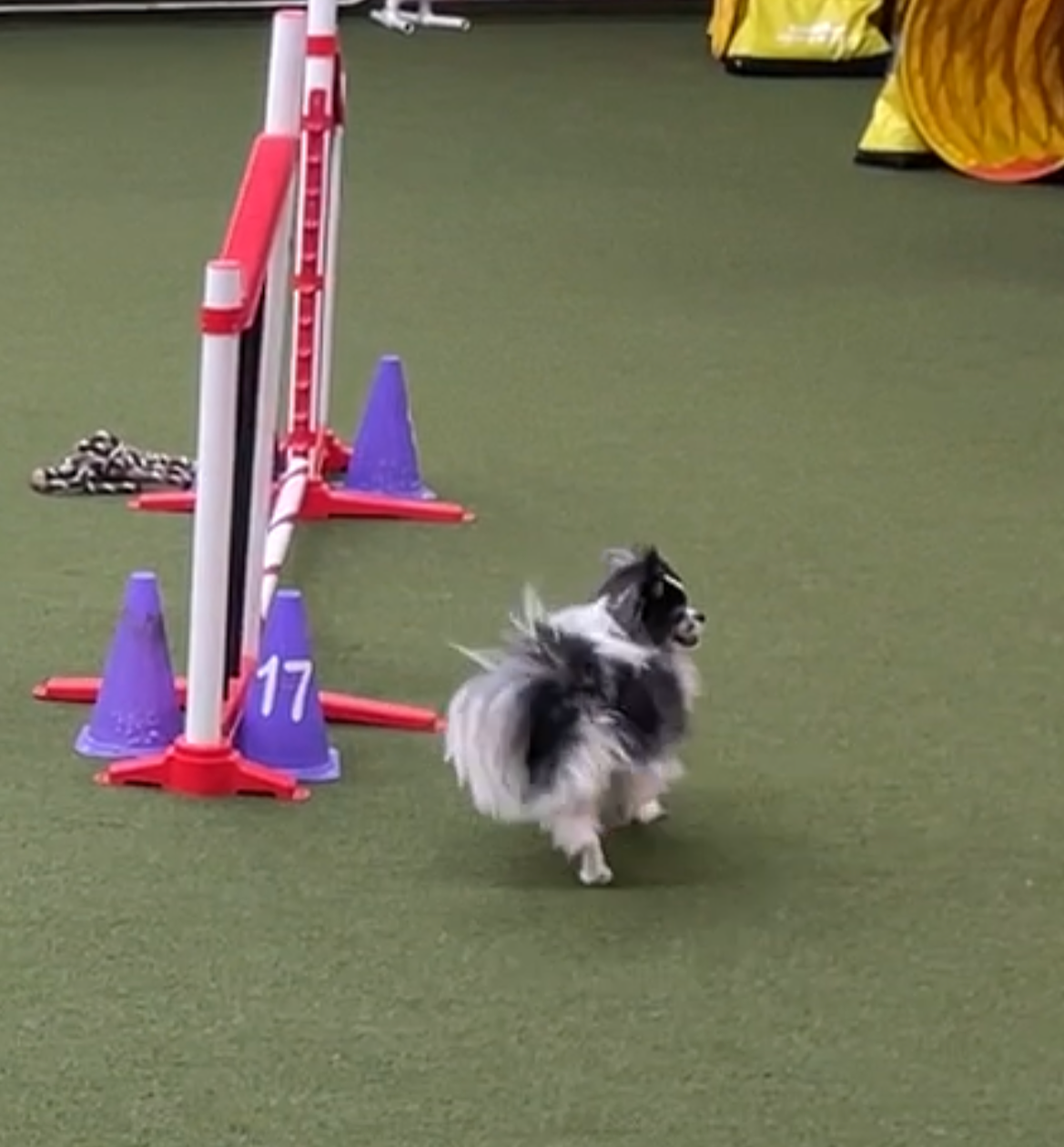 Agility 2 (six weeks)