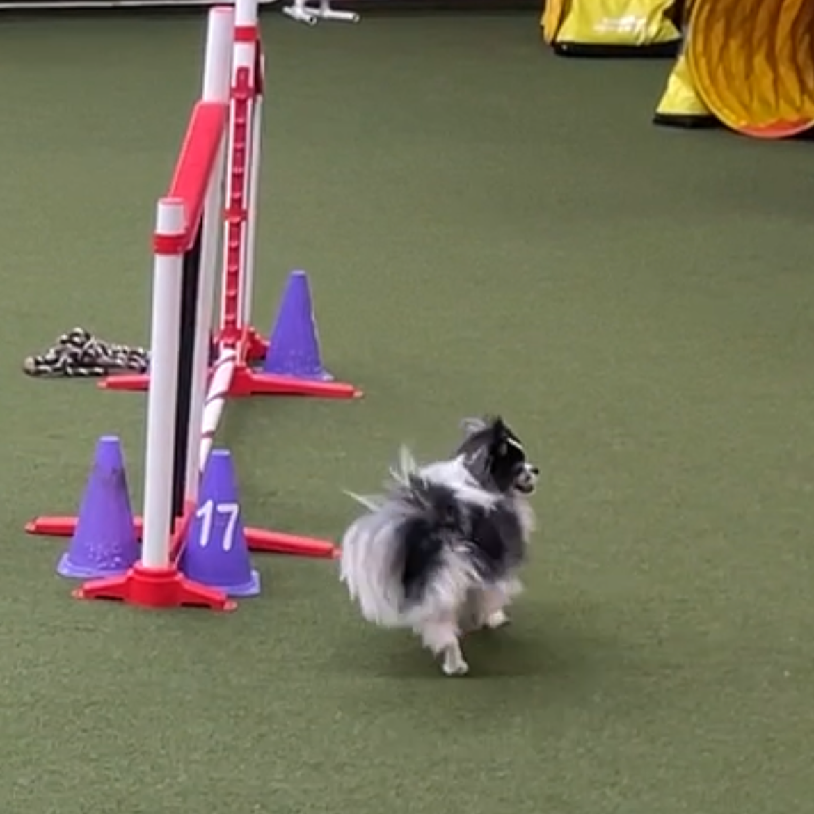 Agility 2 at Urban Pooch