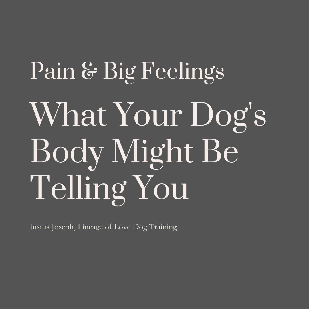Pain and Big Feelings: What Your Dog's Body Might Be Telling You