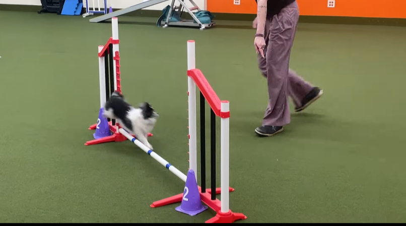 Agility 2/3 at Urban Pooch