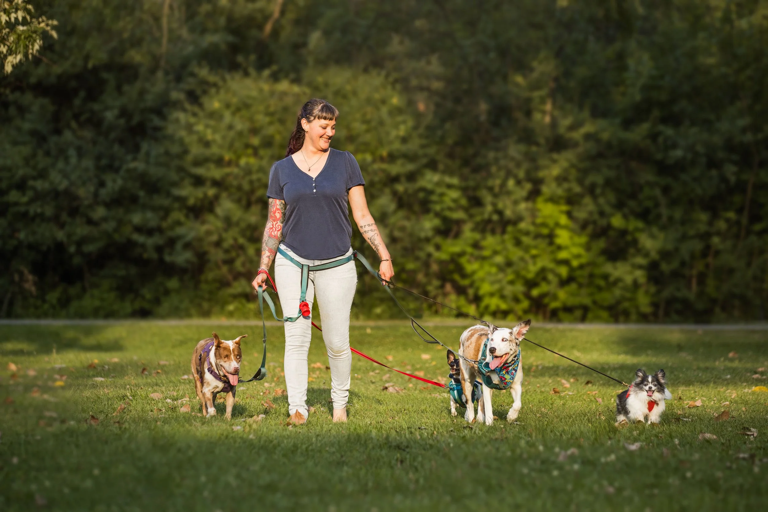 A woman walking four dogs in a park during daytime, with trees in the background.