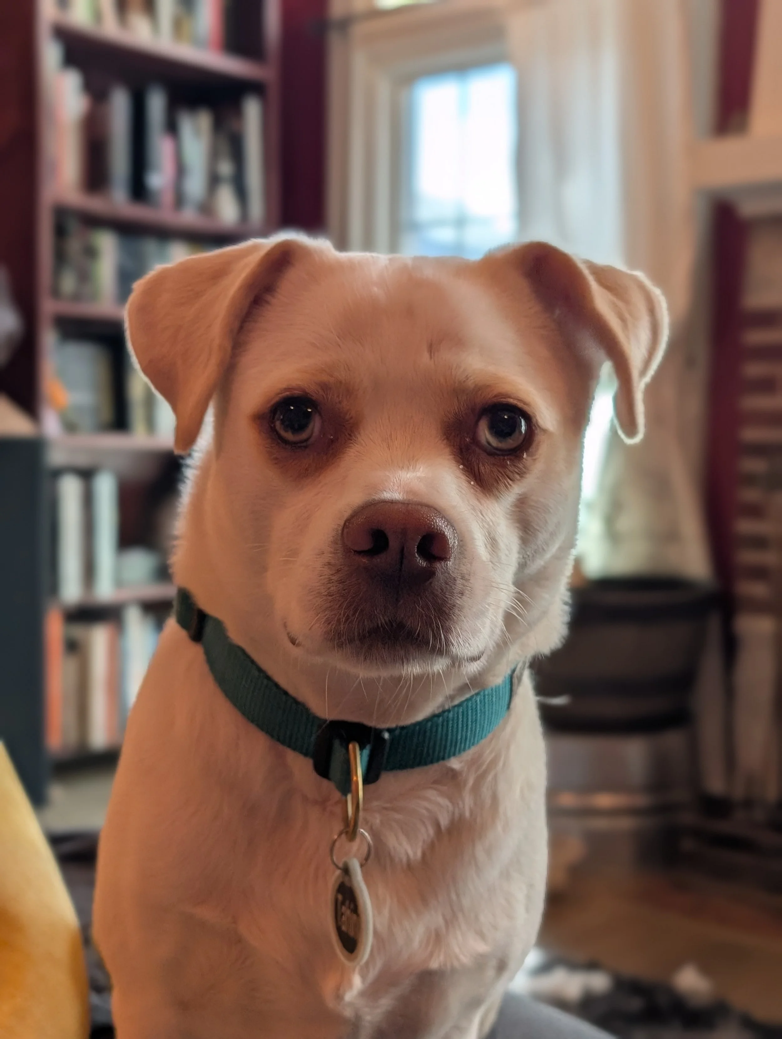 A close-up of a small brown and white dog with blue eyes, wearing a blue harness and standing indoors near a window with curtains, a bookshelf, and a chair in the background.
