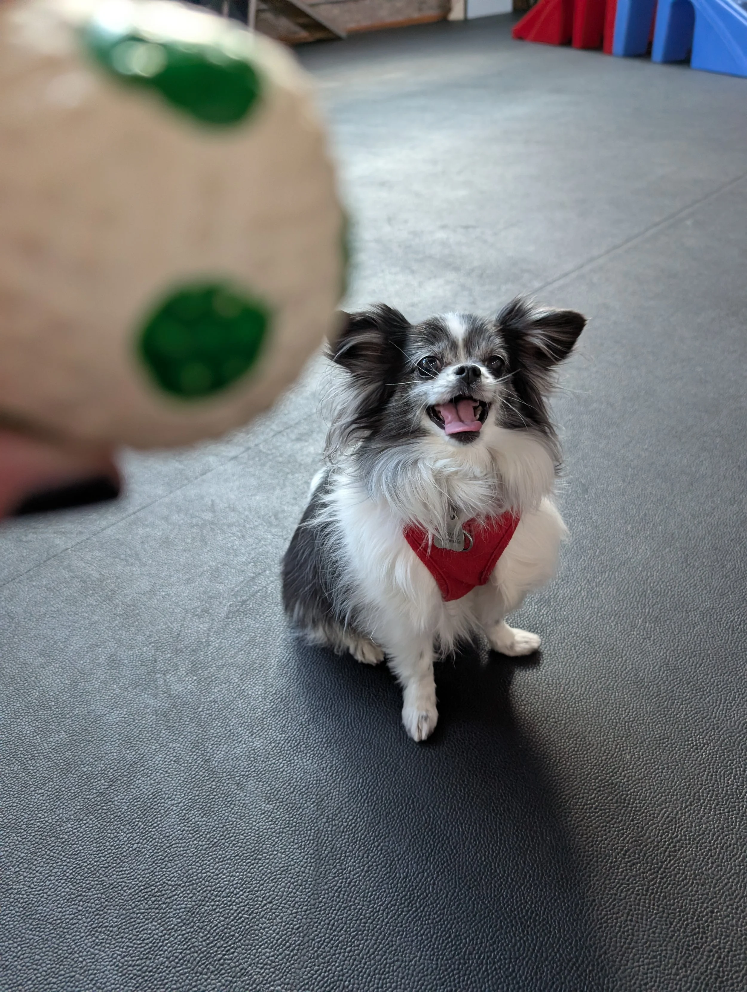 A small black and white papillon mix with large ears sitting on a textured gray floor, wearing a red harness, and looking at a blurry ball in the foreground.