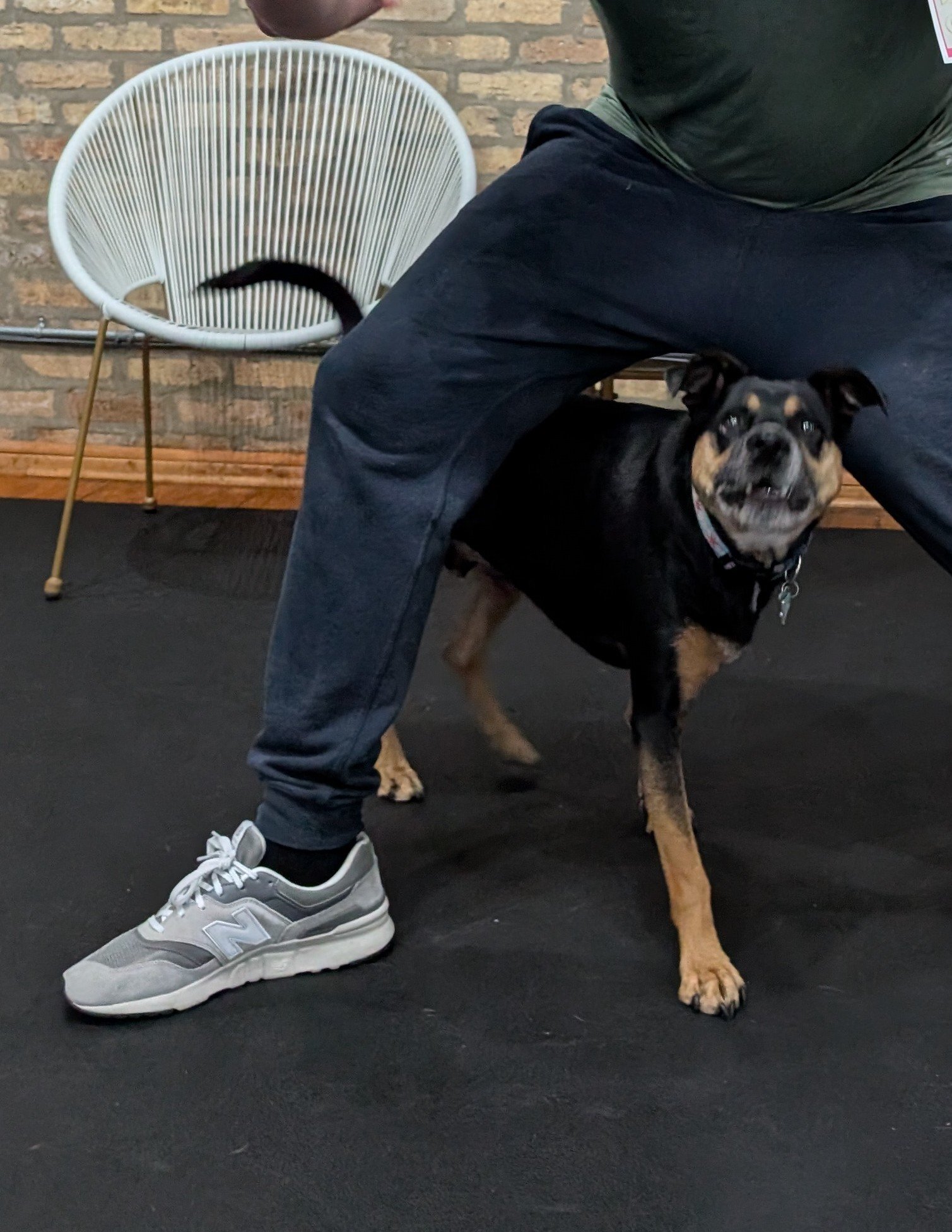 Close-up of a person wearing gray and white sneakers, dark pants, and a green shirt, standing next to a happy black and tan dog with a collar, in front of a brick wall and black floor. The person's face is not visible.
