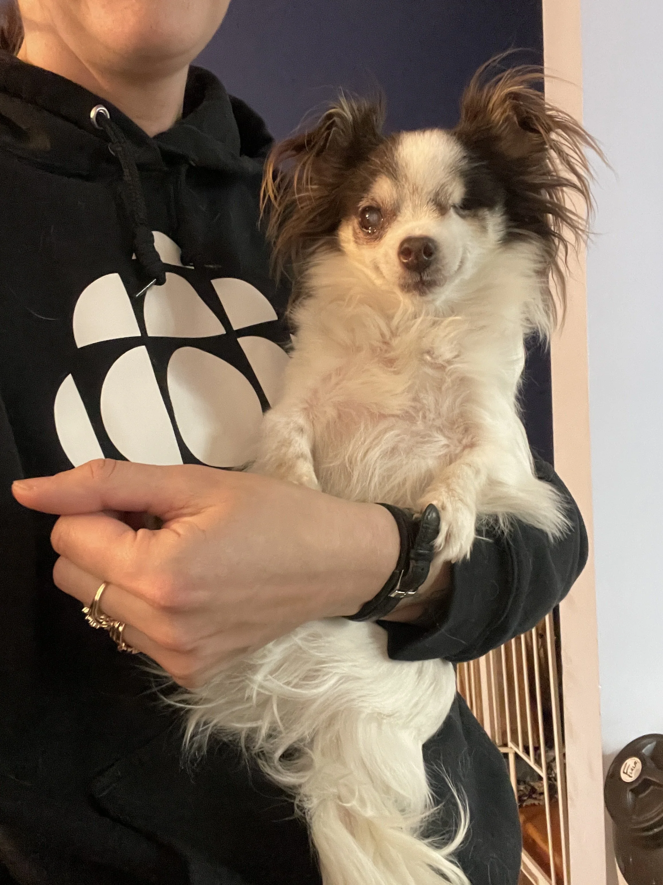 Person holding a small dog with long ears in front of them. The dog has half of its face black and white, with one eye closed. The person is wearing a black hoodie with a white CBC graphic and a wristwatch.