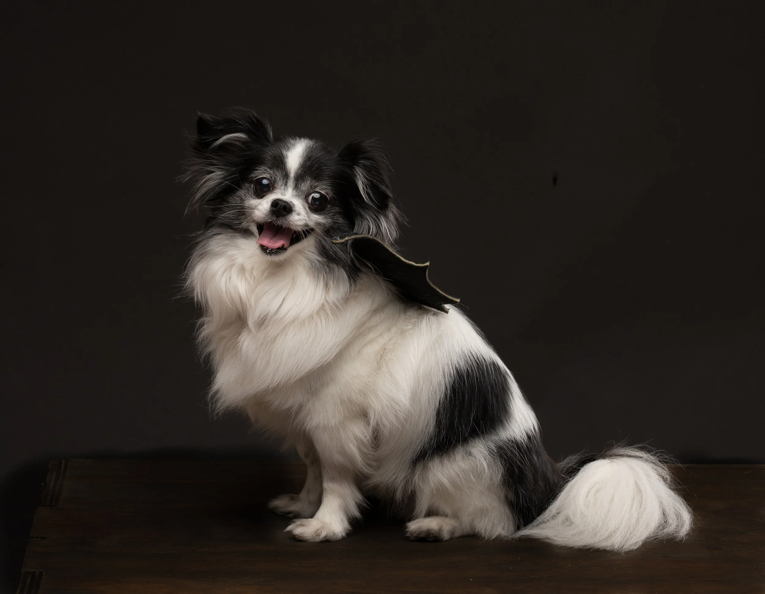 Small black and white dog with large ears sitting on a pink and orange patterned fleece blanket.