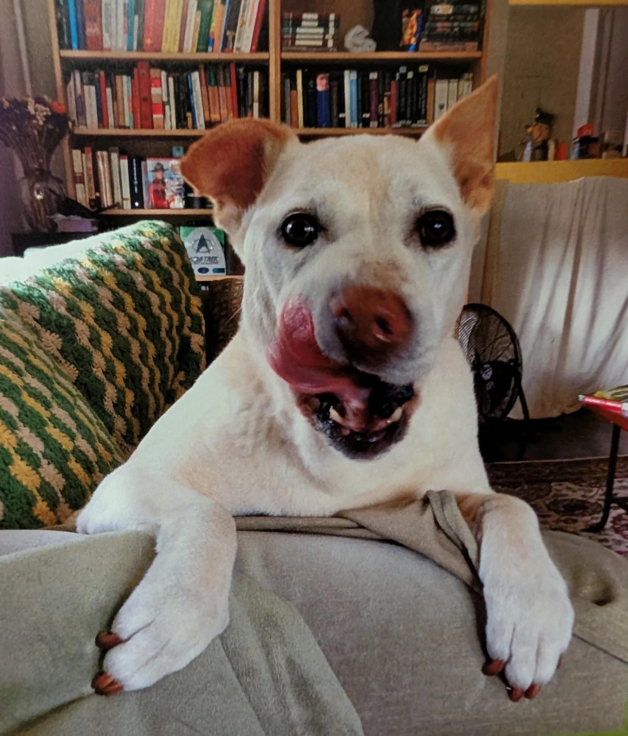 A dog with a white body and brown patches on its ears, around its eyes, and on its nose, sitting on a carpeted floor in front of a bookshelf.