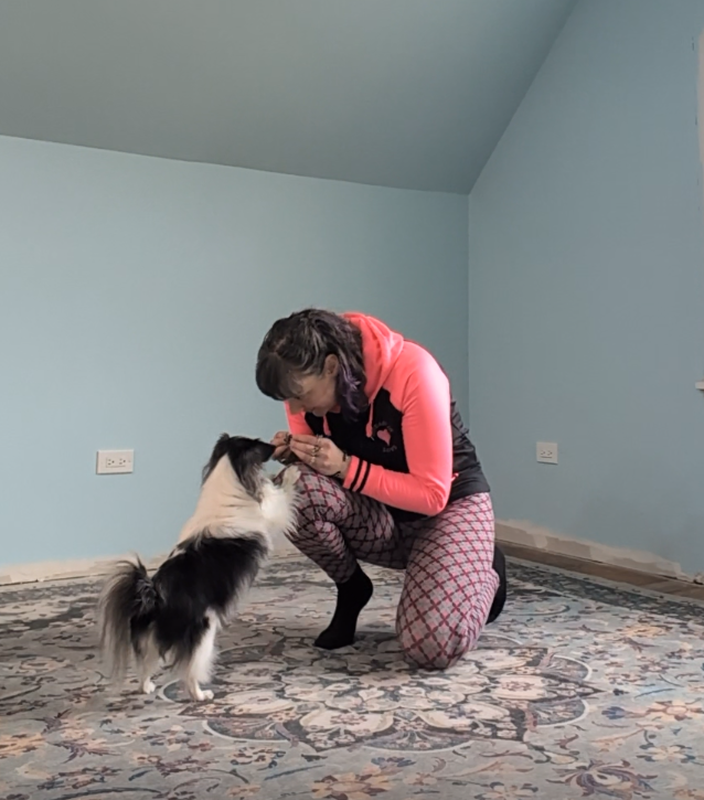 Woman kneeling on a patterned rug, playing with a small black and white dog in a room with light blue walls.