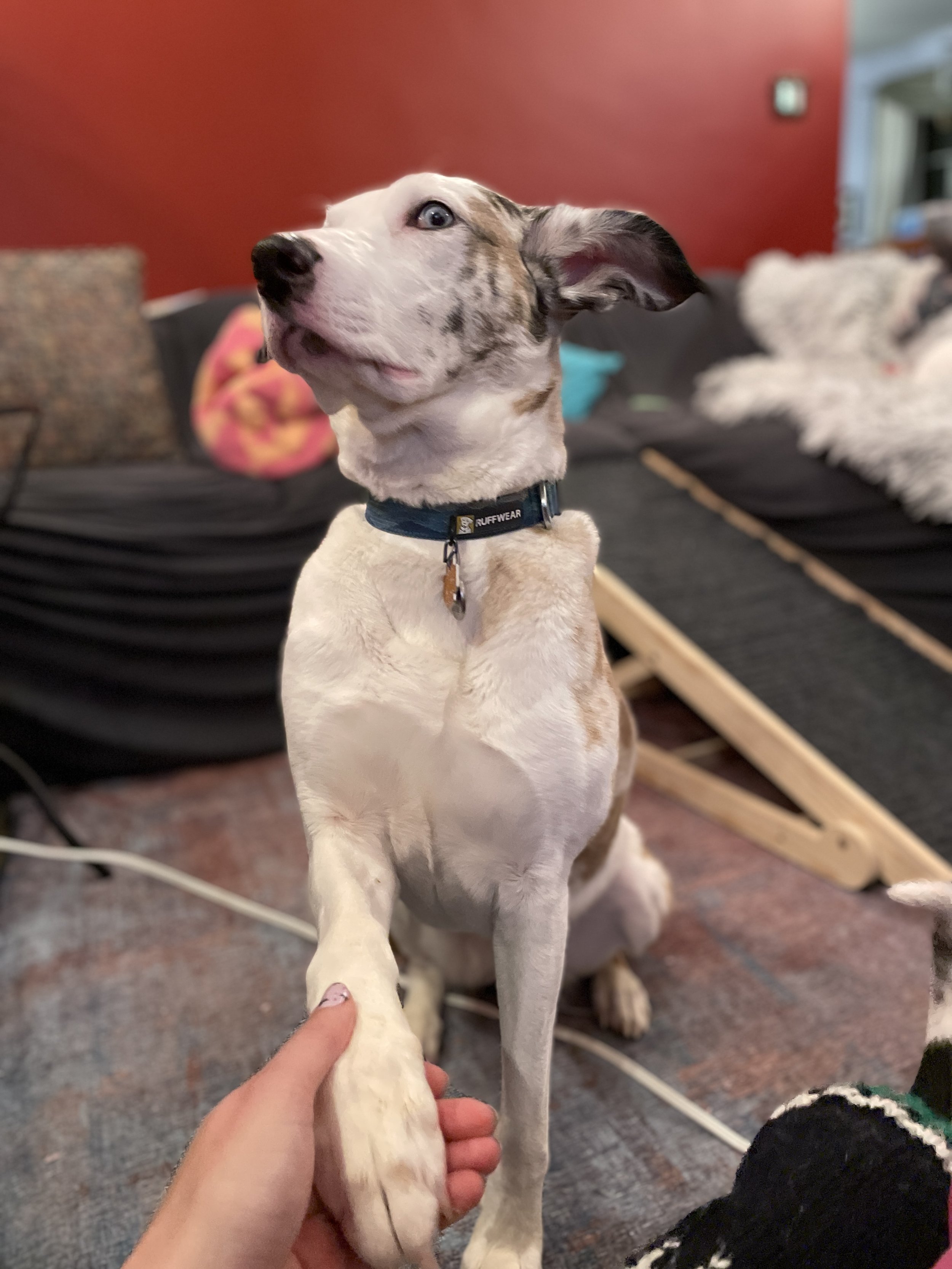 A dog with light brown and white fur and one blue eye is shaking hands with a person. The dog is sitting indoors on a carpeted floor with a red wall and a dog bed in the background.