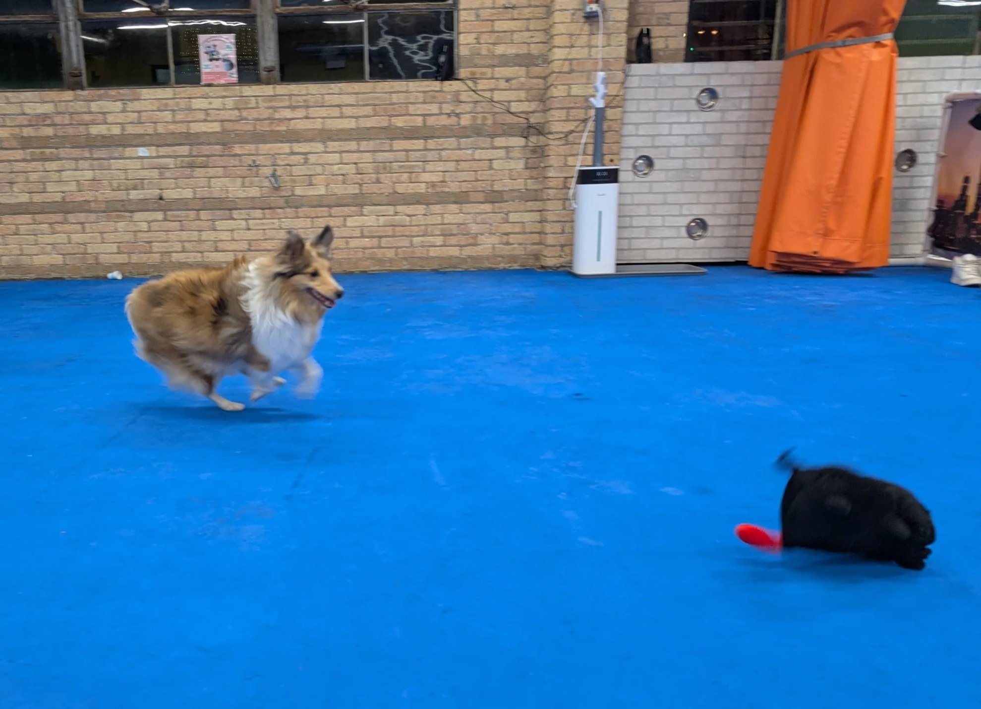 A small dog running on a blue indoor surface, with part of a black plush toy visible in the foreground and a brick wall in the background.