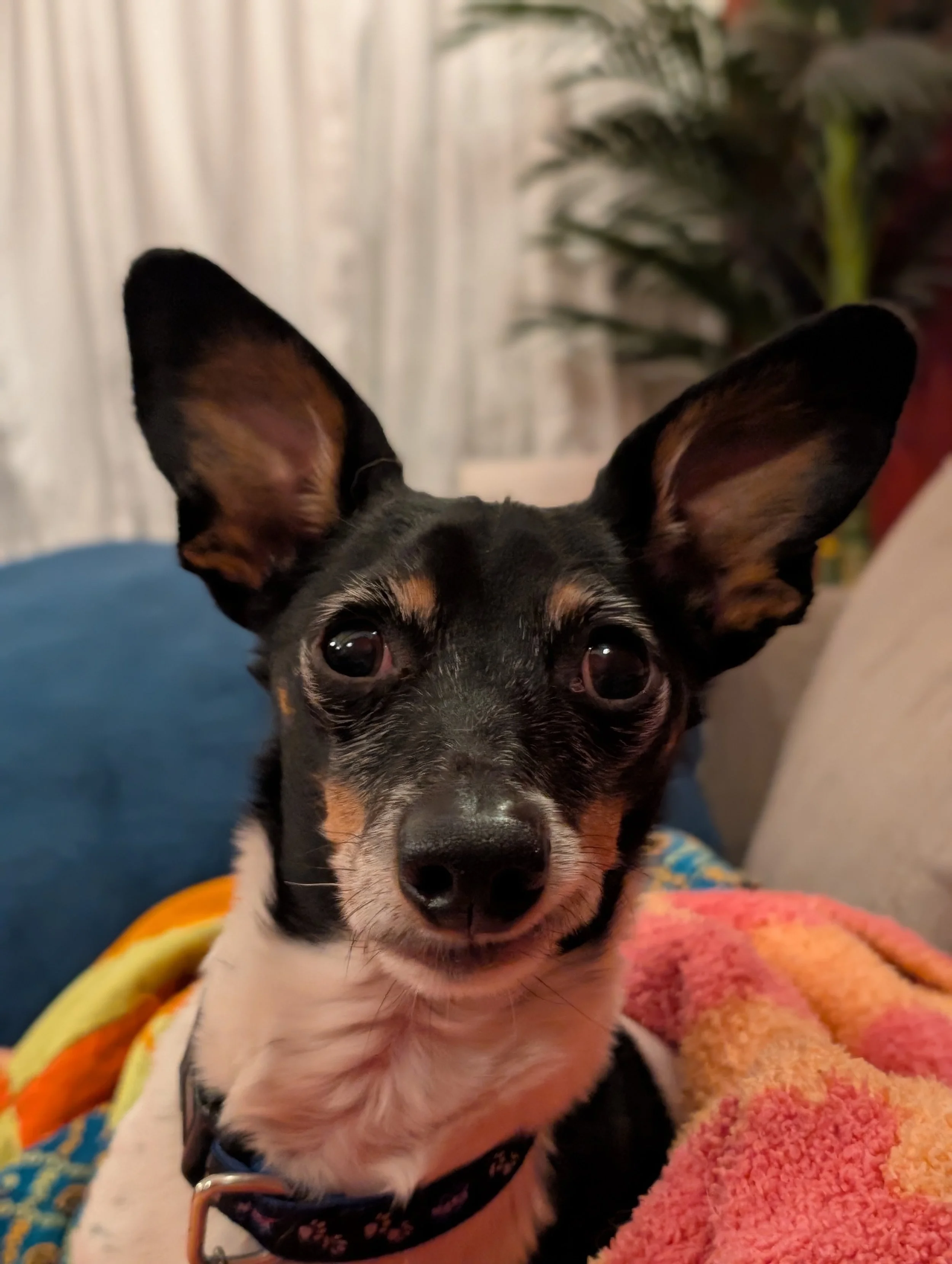Close-up of a small black and tan dog with large ears and a blue collar with NASA logos, looking attentively upward.