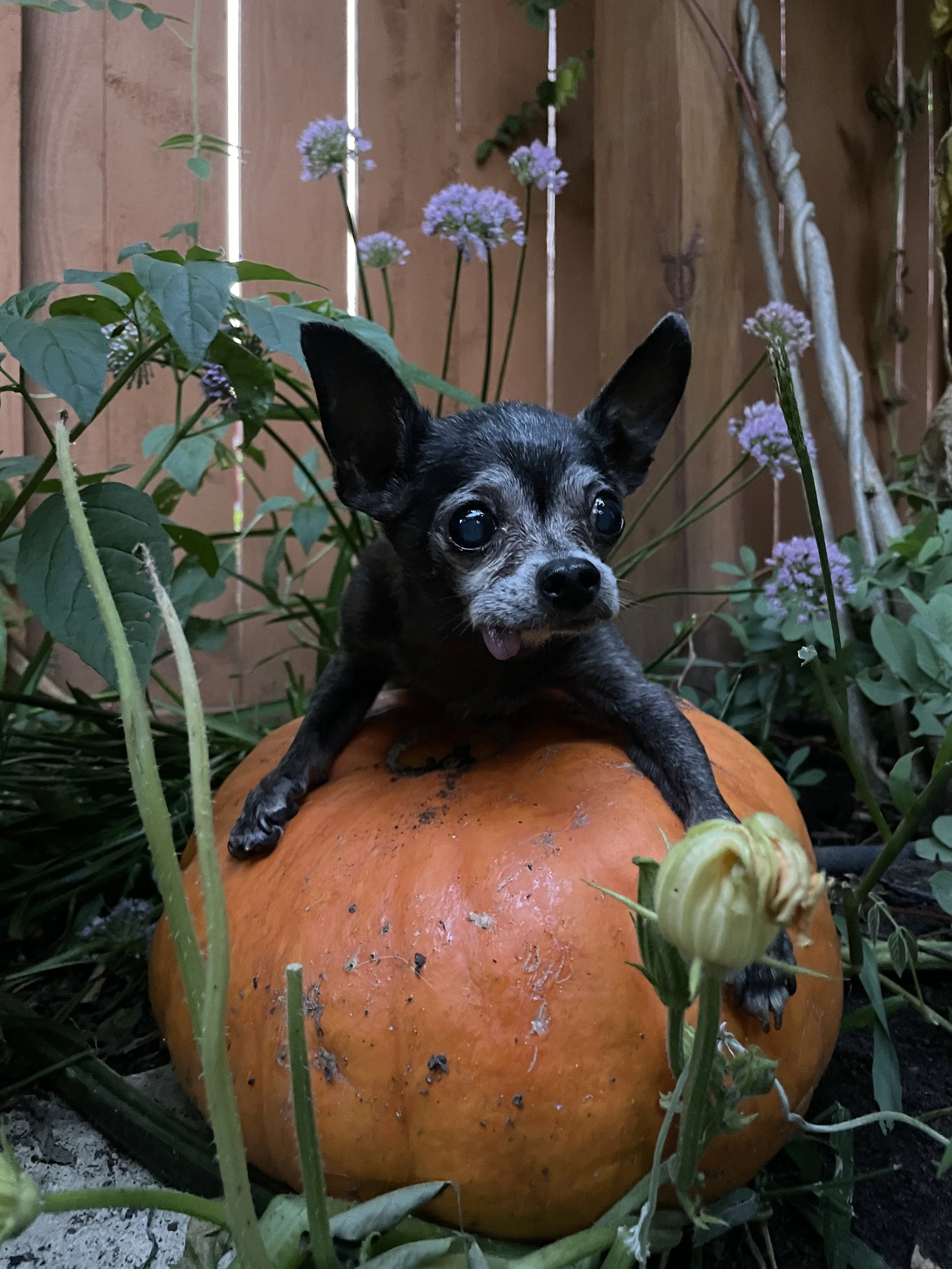 Live Online Halloween Dog Dance Class