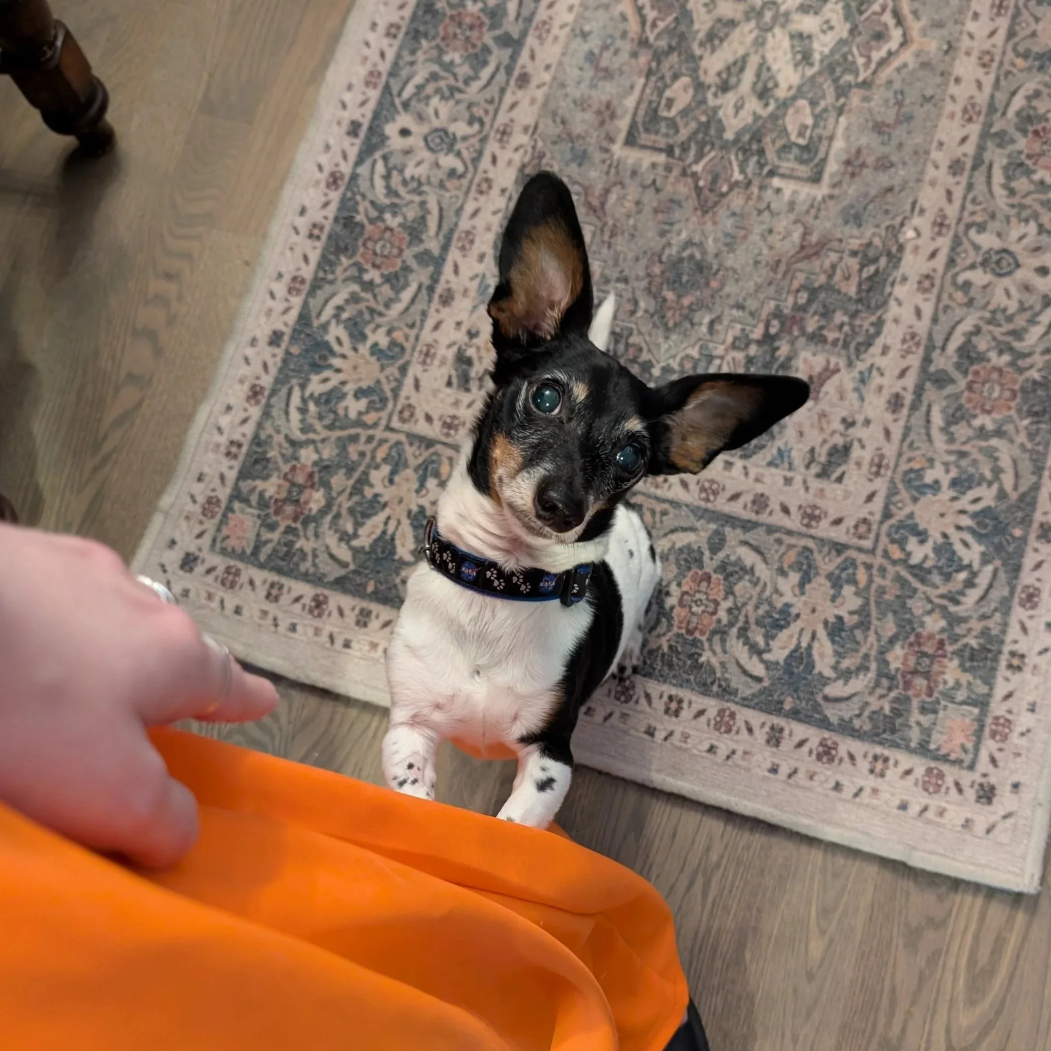 A small dog with black, white, and brown fur and large ears is looking up, sitting on a patterned rug. Part of a person's orange clothing and their hand are visible in the foreground.