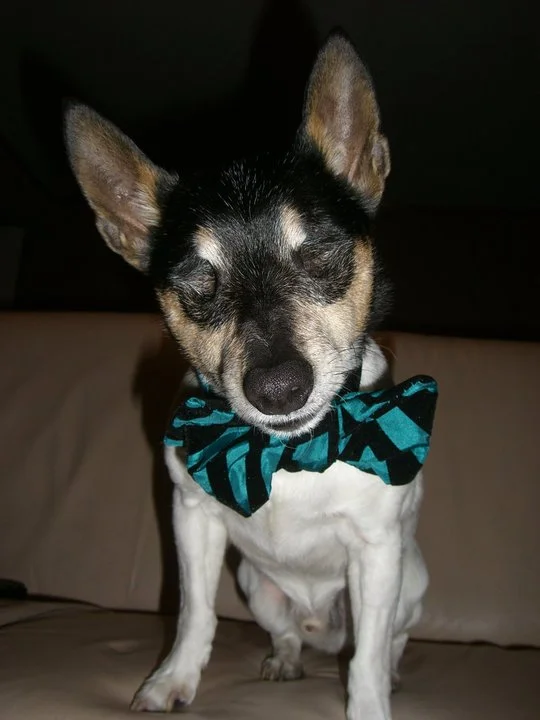 A small eyeless dog with black, white, and tan fur wearing a blue and black bowtie, sitting on a beige couch with a dark background.