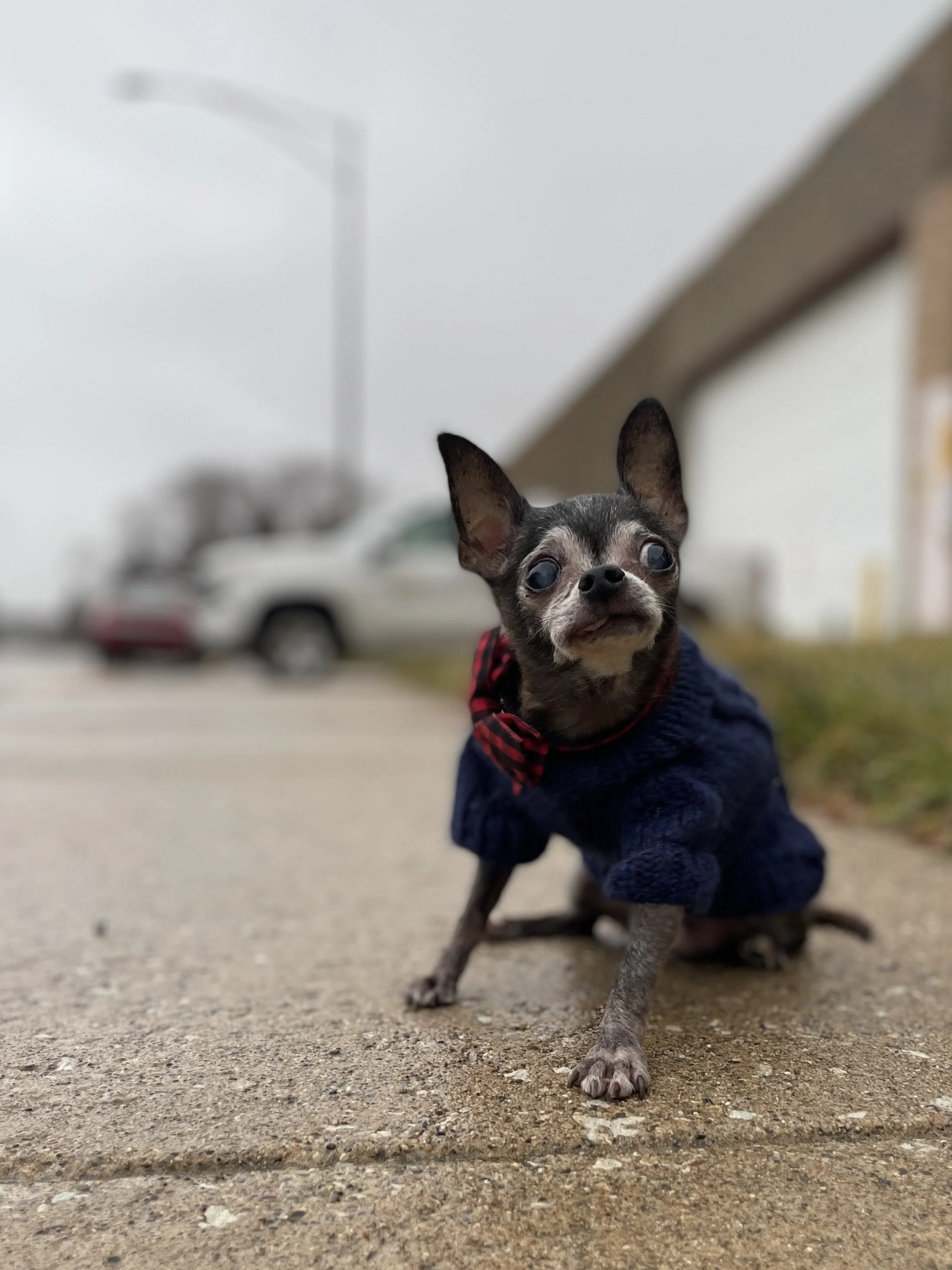 Small dog, possibly a Chihuahua, walking on pavement with background of parked cars and a light pole, wearing a navy blue sweater with red plaid accents.