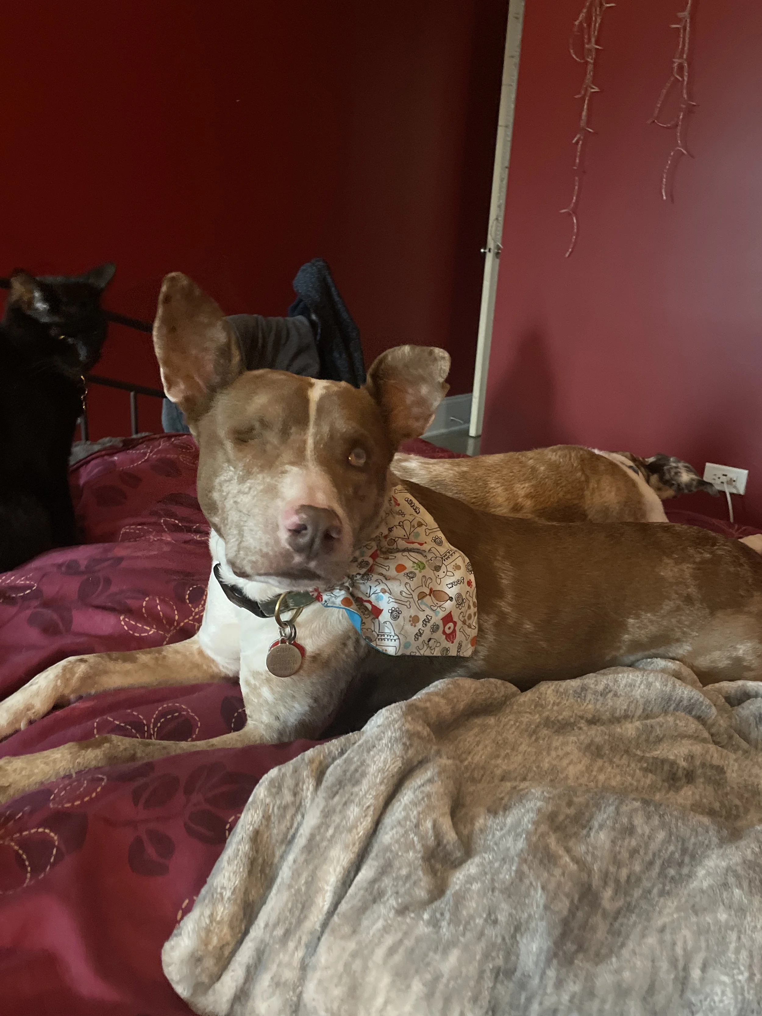 Three dogs lying on a bed with a red and patterned comforter, against a maroon wall with some hanging decorations and a partially visible door.