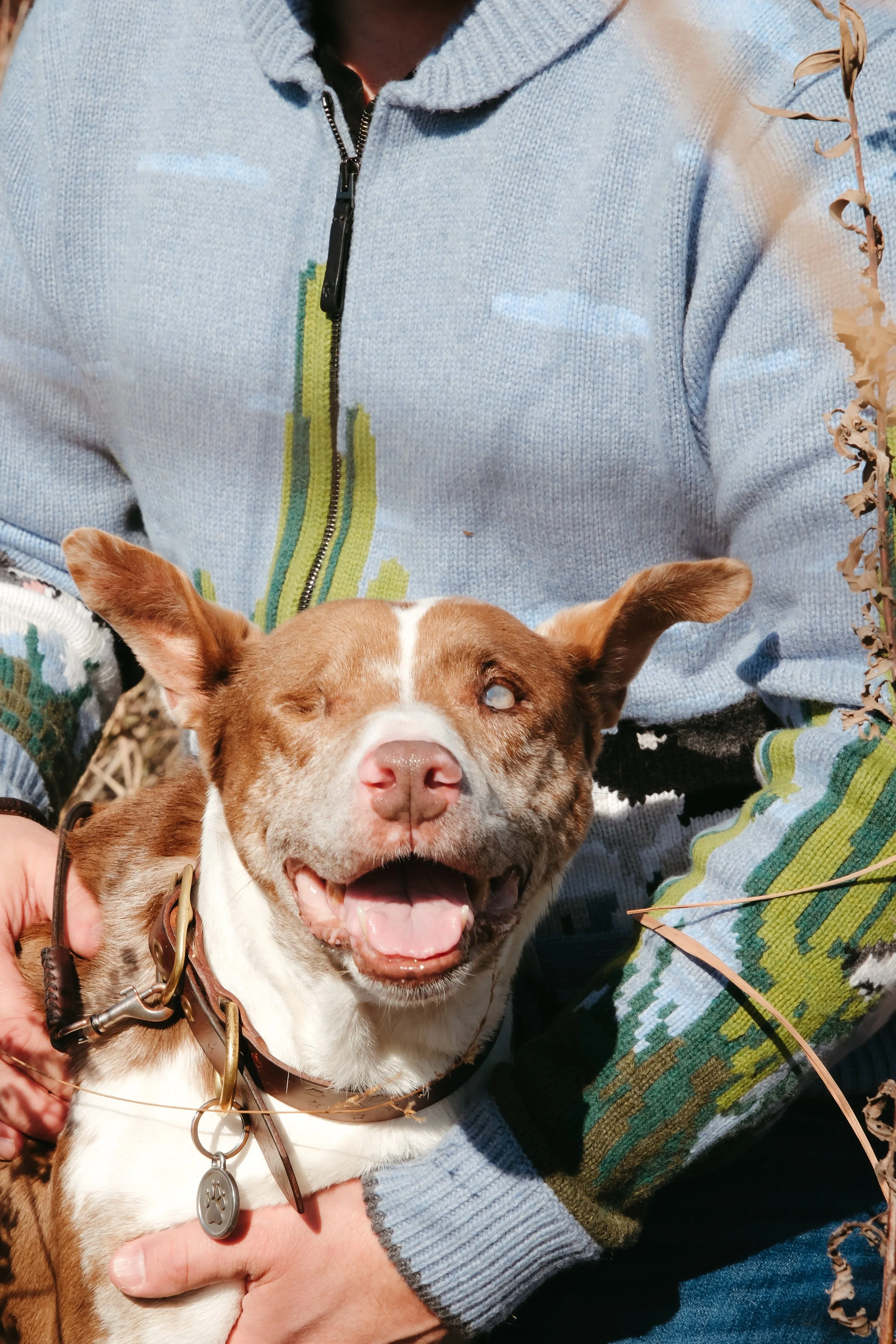 A person wearing a gray zip-up sweater holding a happy brown and white dog with one eye, outdoors with dried plants.