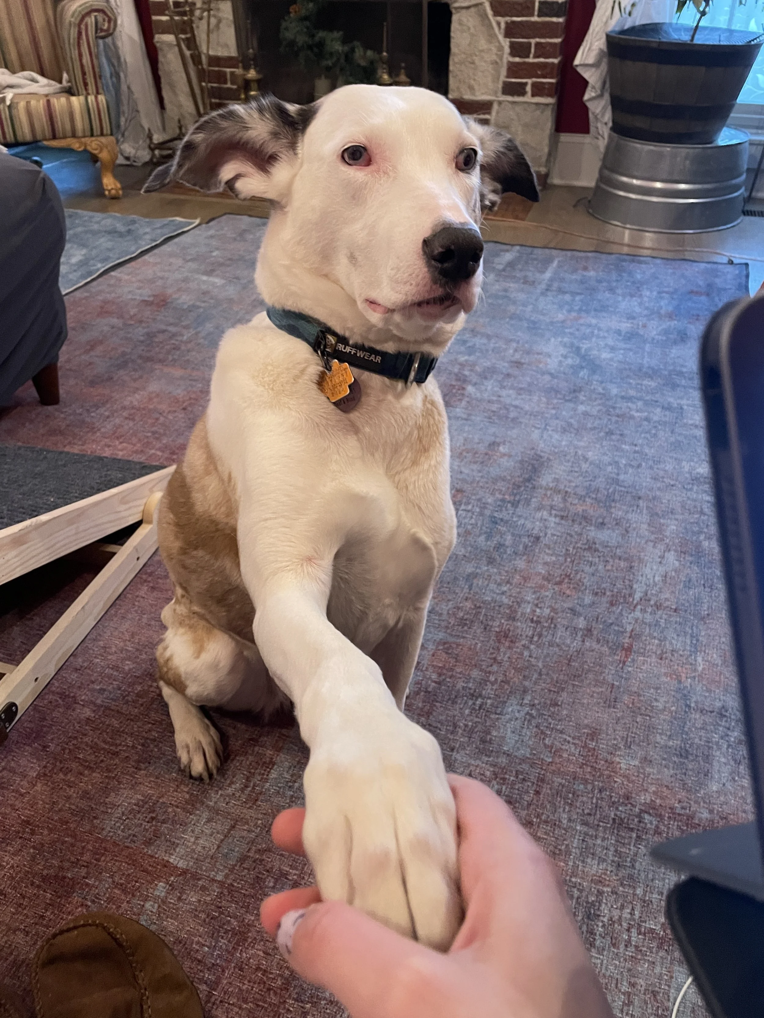 A large dog with white and brown fur sitting on a multicolored carpet, extending its paw and holding a person's hand in a gentle handshake inside a cozy living room with brick fireplace, a potted plant, and furniture.