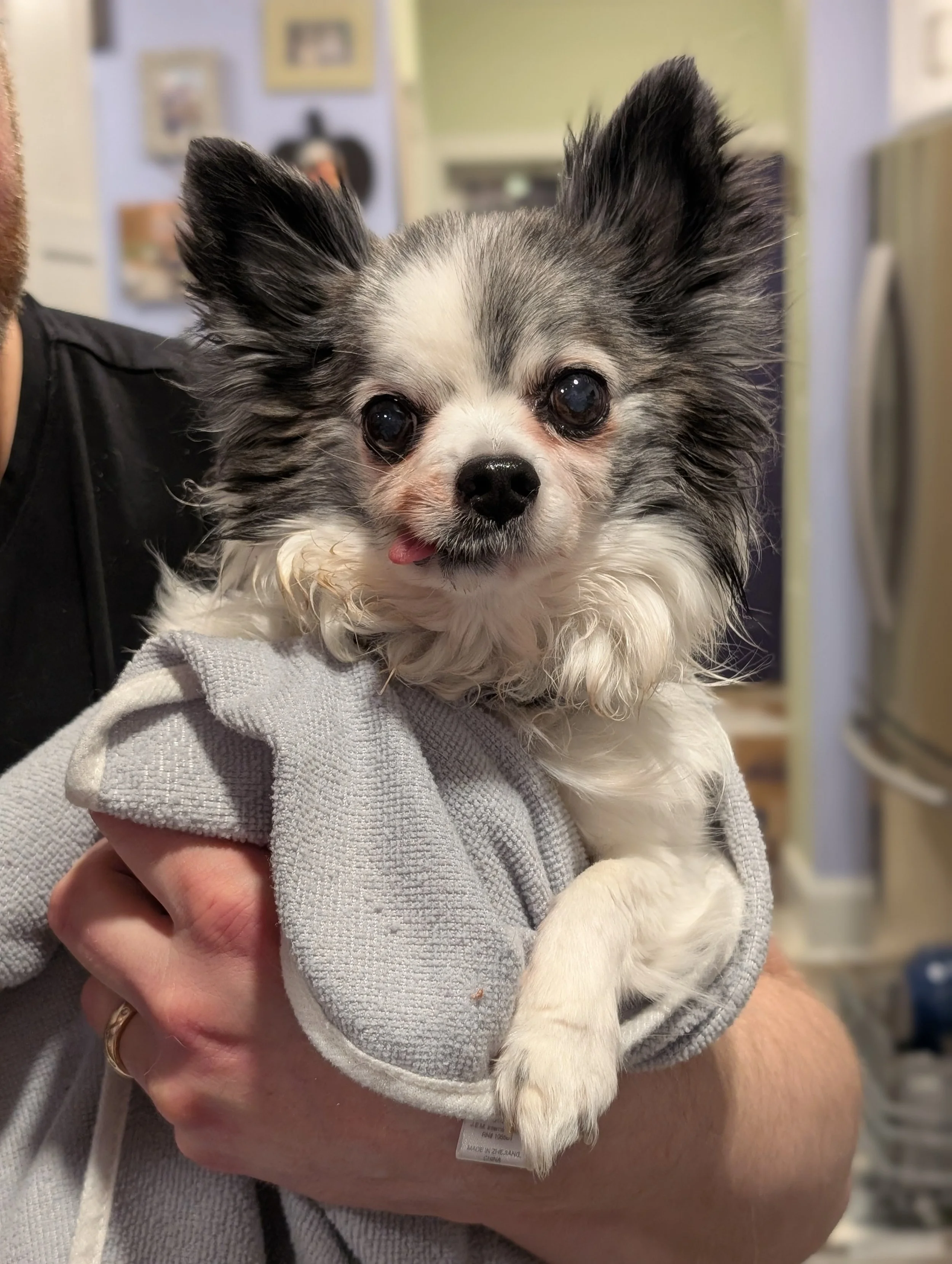 A small black and white puppy with large ears, being held by a person wearing a gray hoodie.