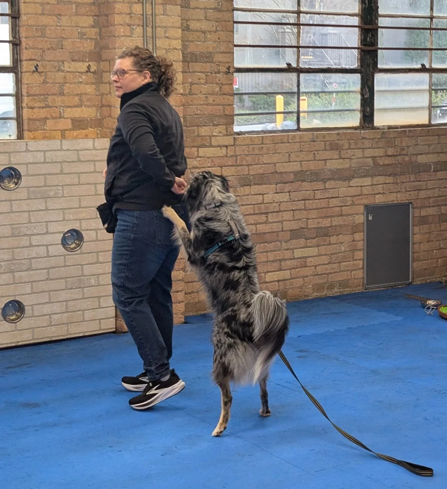 A woman with glasses, curly hair, and a black jacket standing on a blue floor, interacting with a large, fluffy, blue merle Australian Shepherd dog. The dog is standing on its hind legs with its front paws on the woman's hip, indoors with a brick wall and windows in the background.