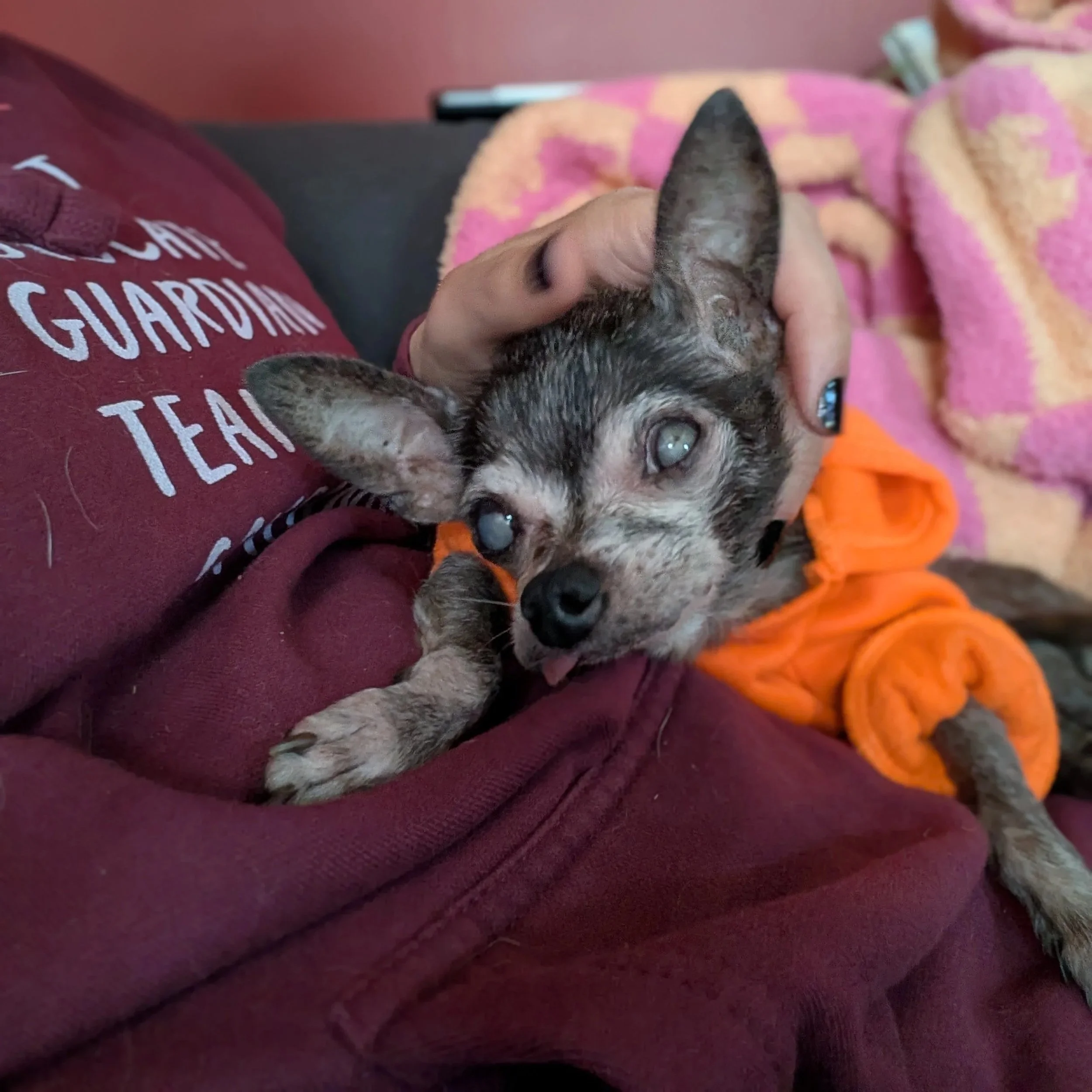 Close-up of a young person petting a gray and black chihuahua with striking blue eyes, resting on a purple blanket and wearing a maroon shirt with white text.