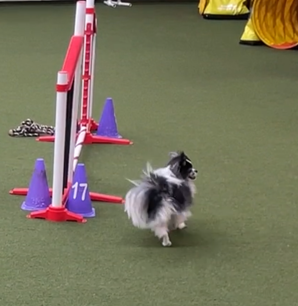 A small dog participating in an agility course, running past purple cones numbered 17, on a green artificial turf surface. Various agility equipment and colorful items are in the background.