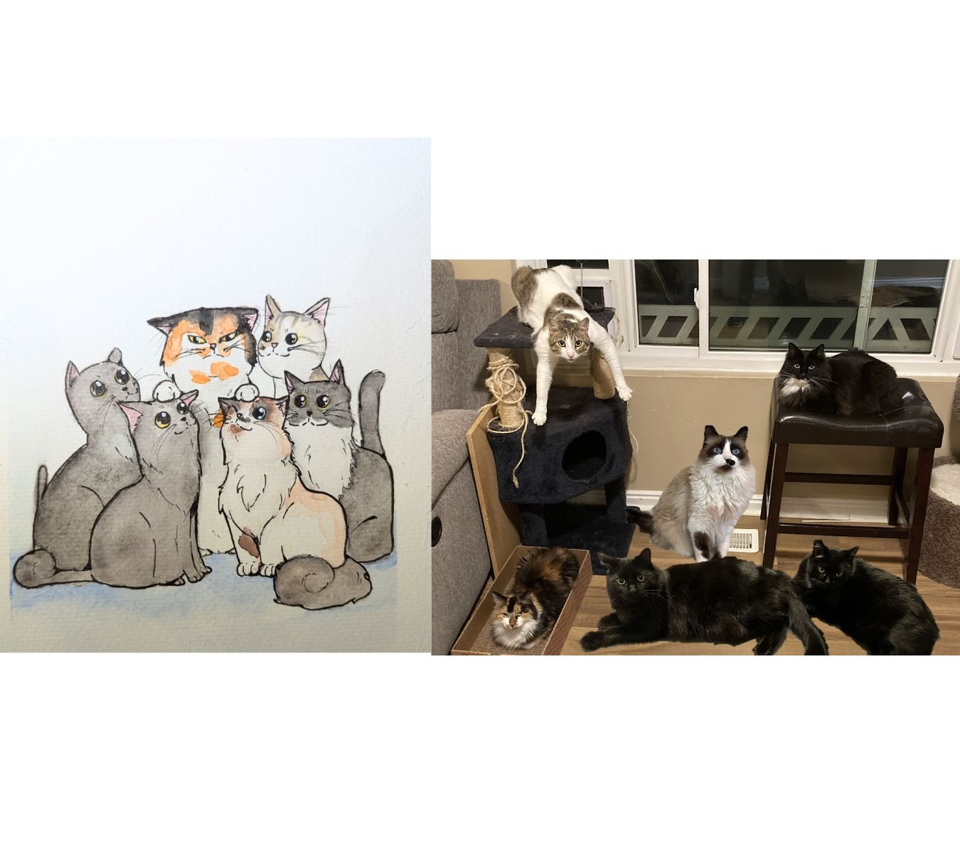 6 cats portrait comapre.jpg