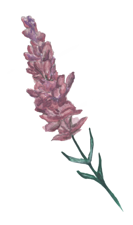 Painted lavender stem