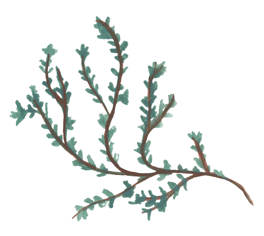 Thyme painting