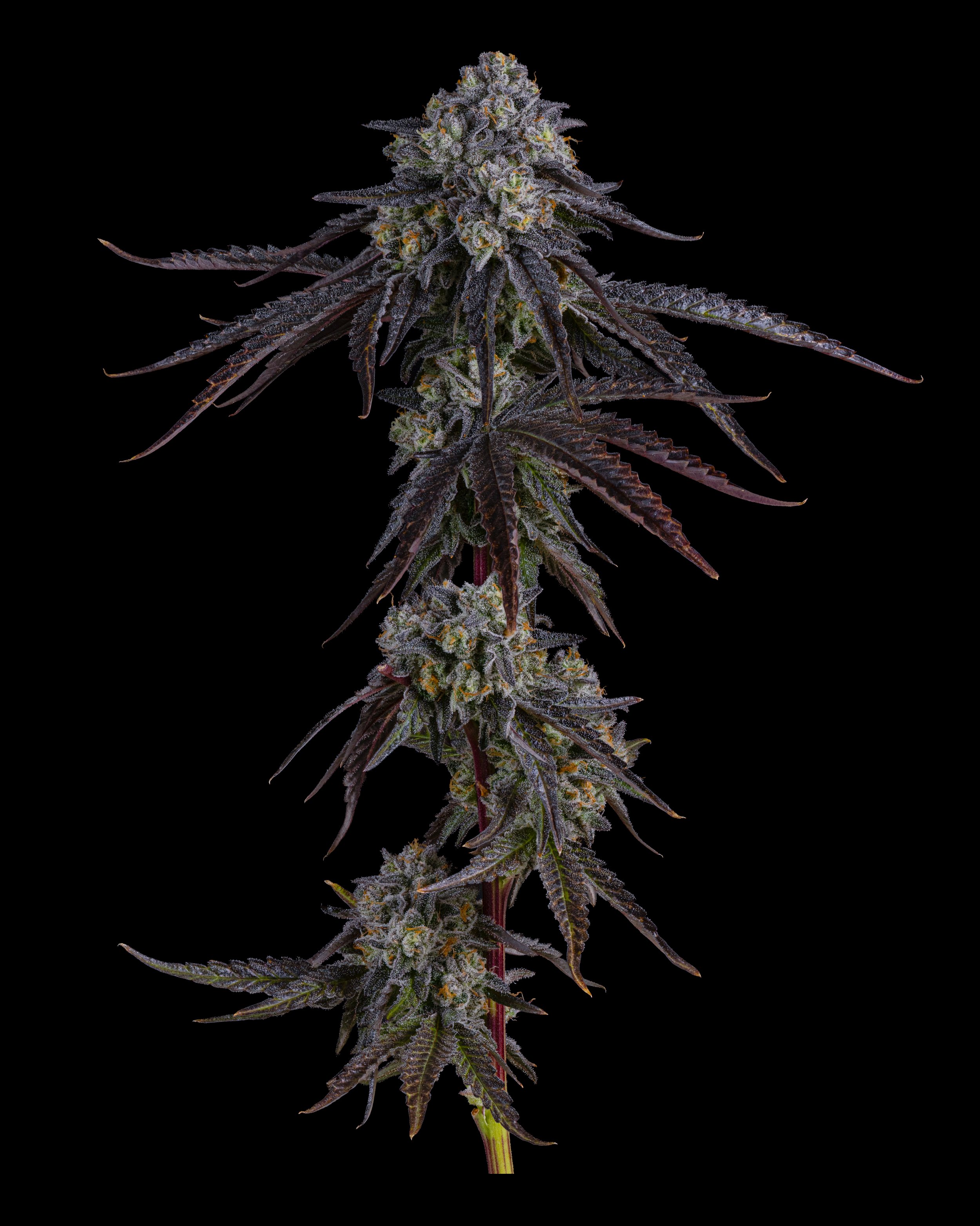 Pavé cannabis flower Funk's - Oklahoma