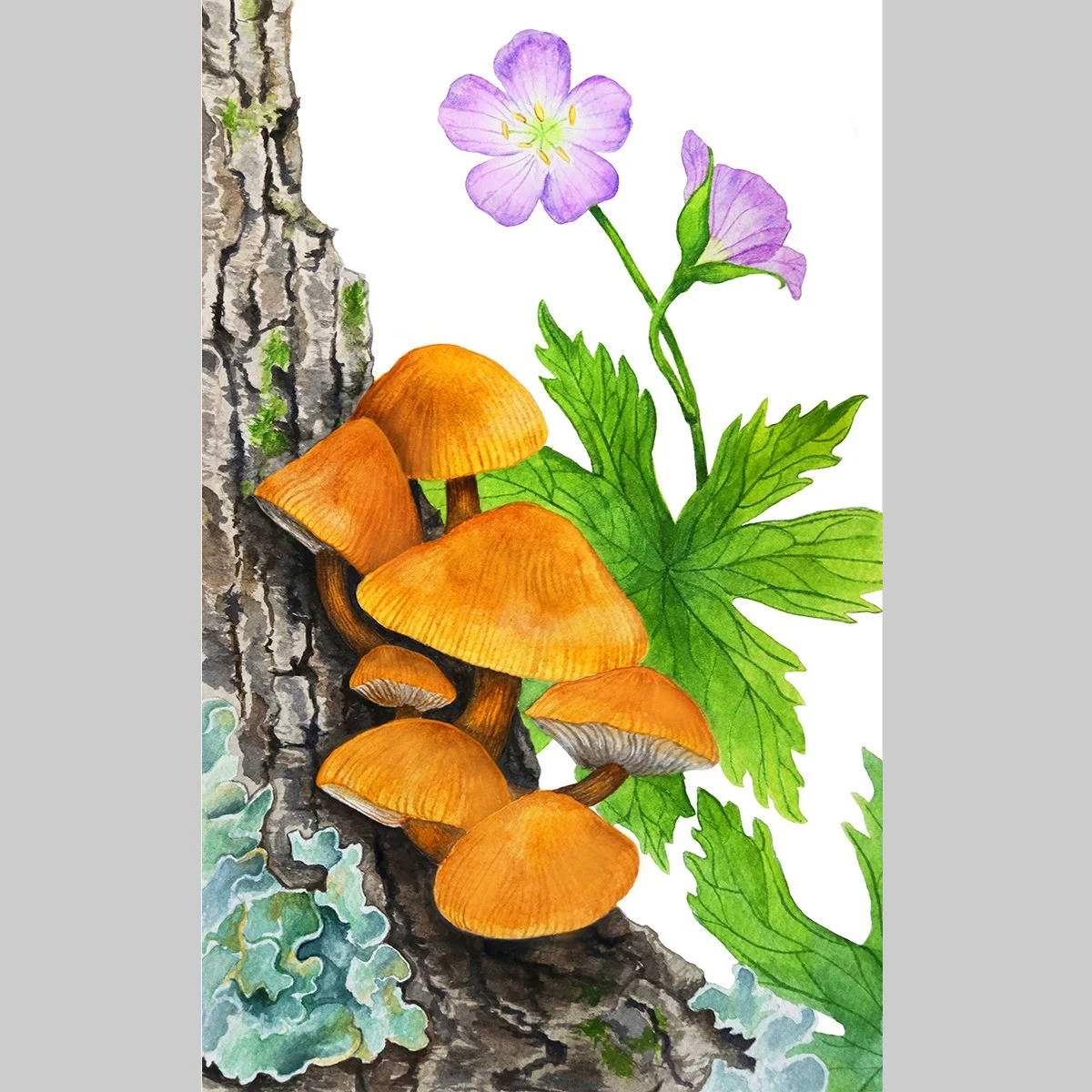 Limited Edition Print, Velvet shank, Wild geranium, and Common Greenshield Lichen, 5"x 7"