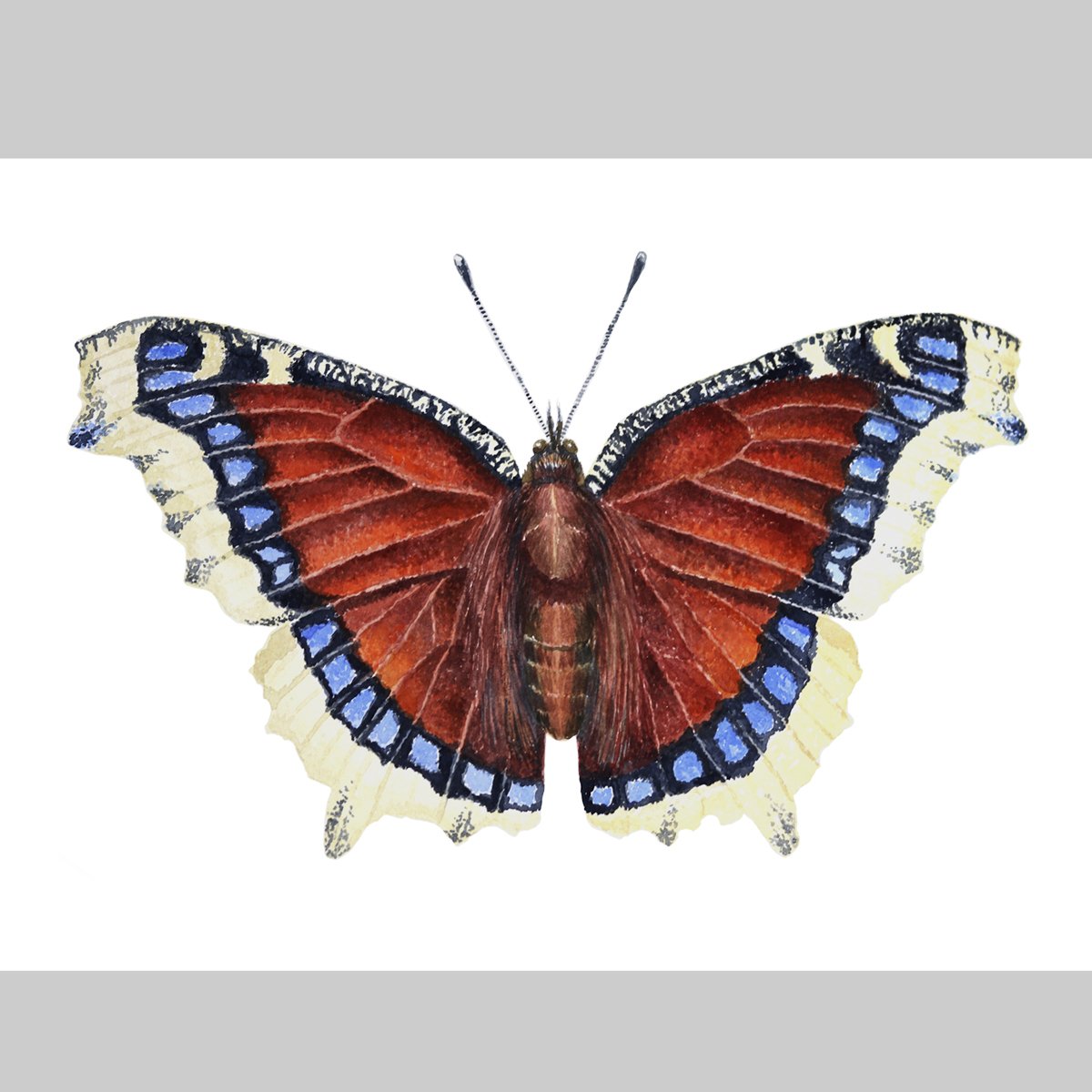 Printed Reproduction, Mourning Cloak (Nymphalis antiopa), 8"x 10"