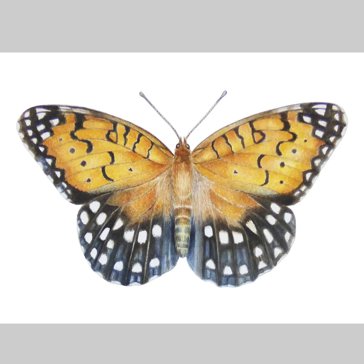 fritillary2.jpg