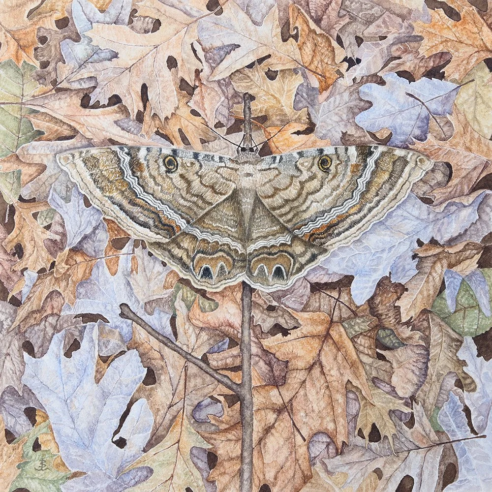 blackwitch moth2.jpg