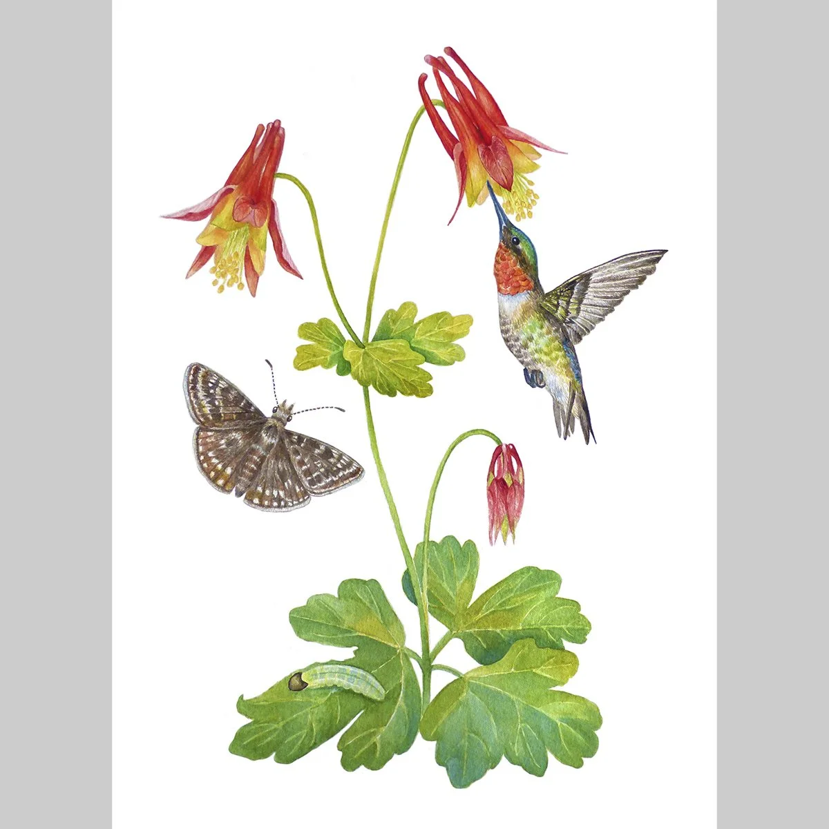 Limited Edition Ruby-throated Hummingbird with Columbine Duskywing Butterfly and Wild Columbine, 11x14