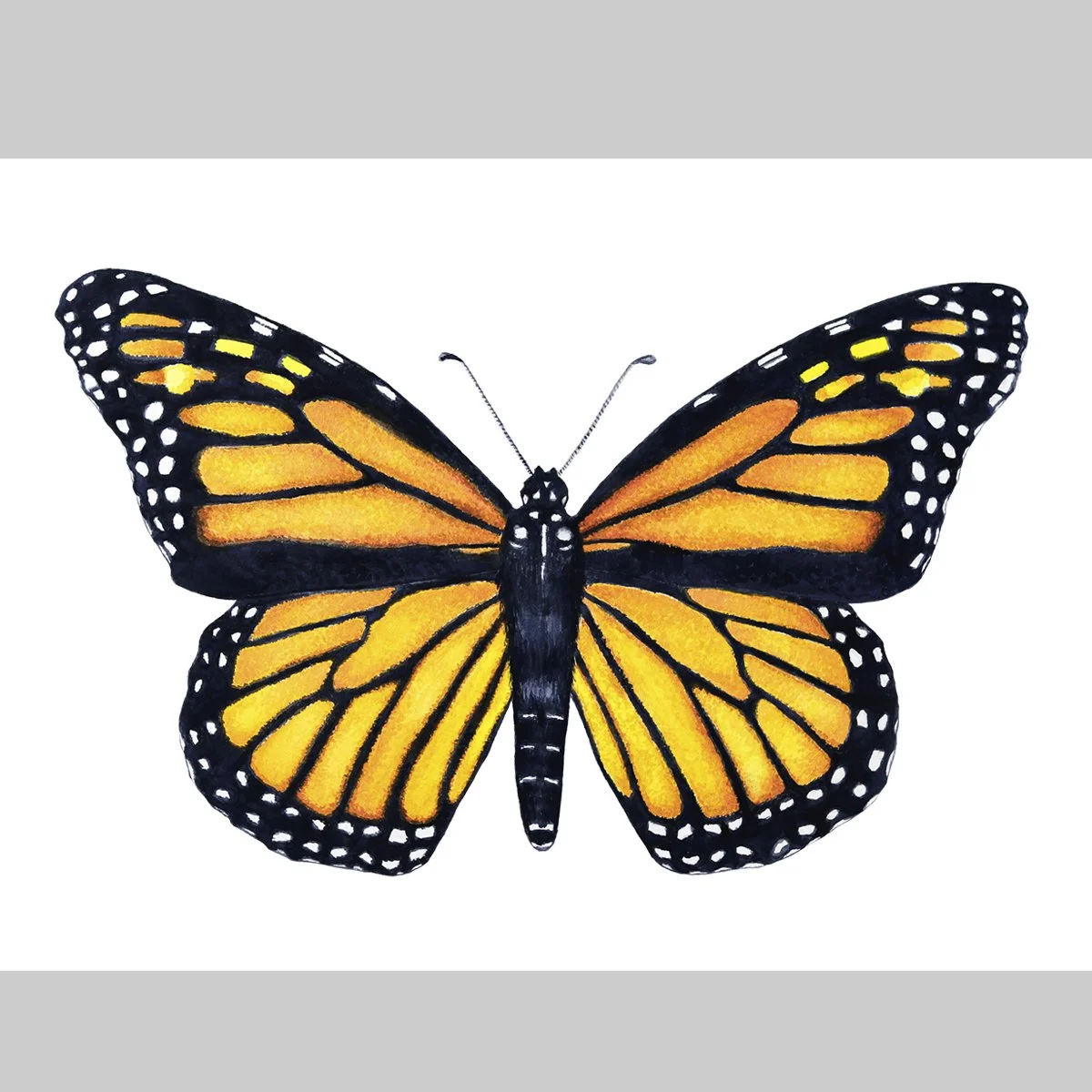 monarch1.jpg