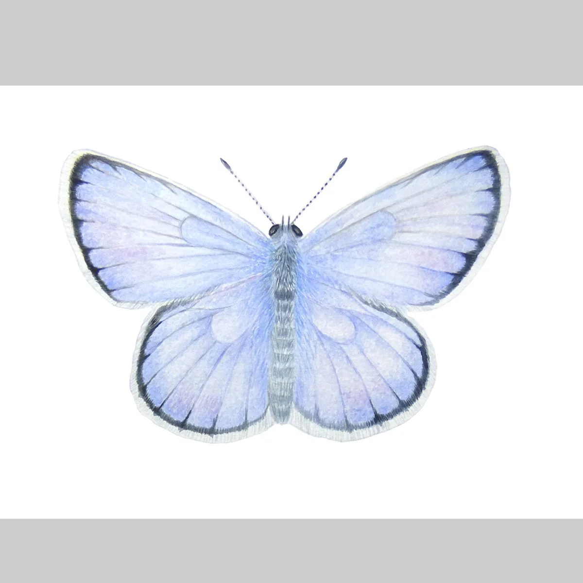 Printed Reproduction, Karner Blue Butterfly (Plebejus samuelis), 8"x 10"