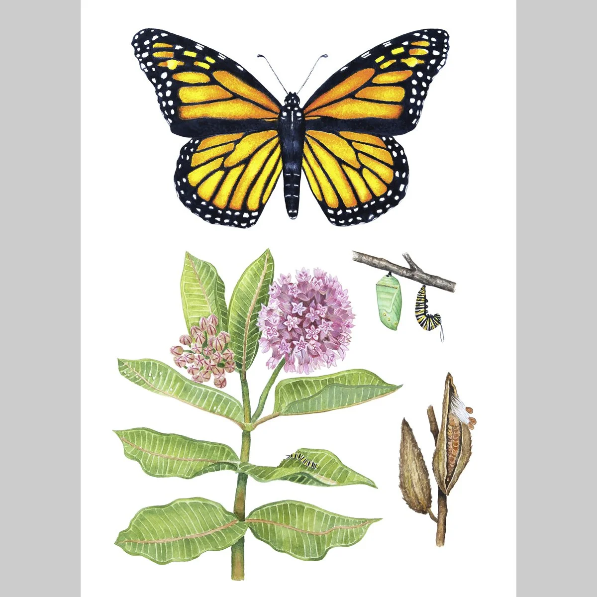 Limited Edition Monarch Butterfly with Common Milkweed, 11x14