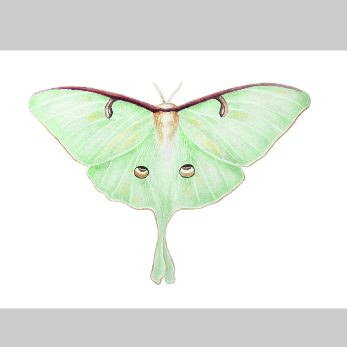 Printed Reproduction, Luna Moth (Actias luna), 8"x 10"