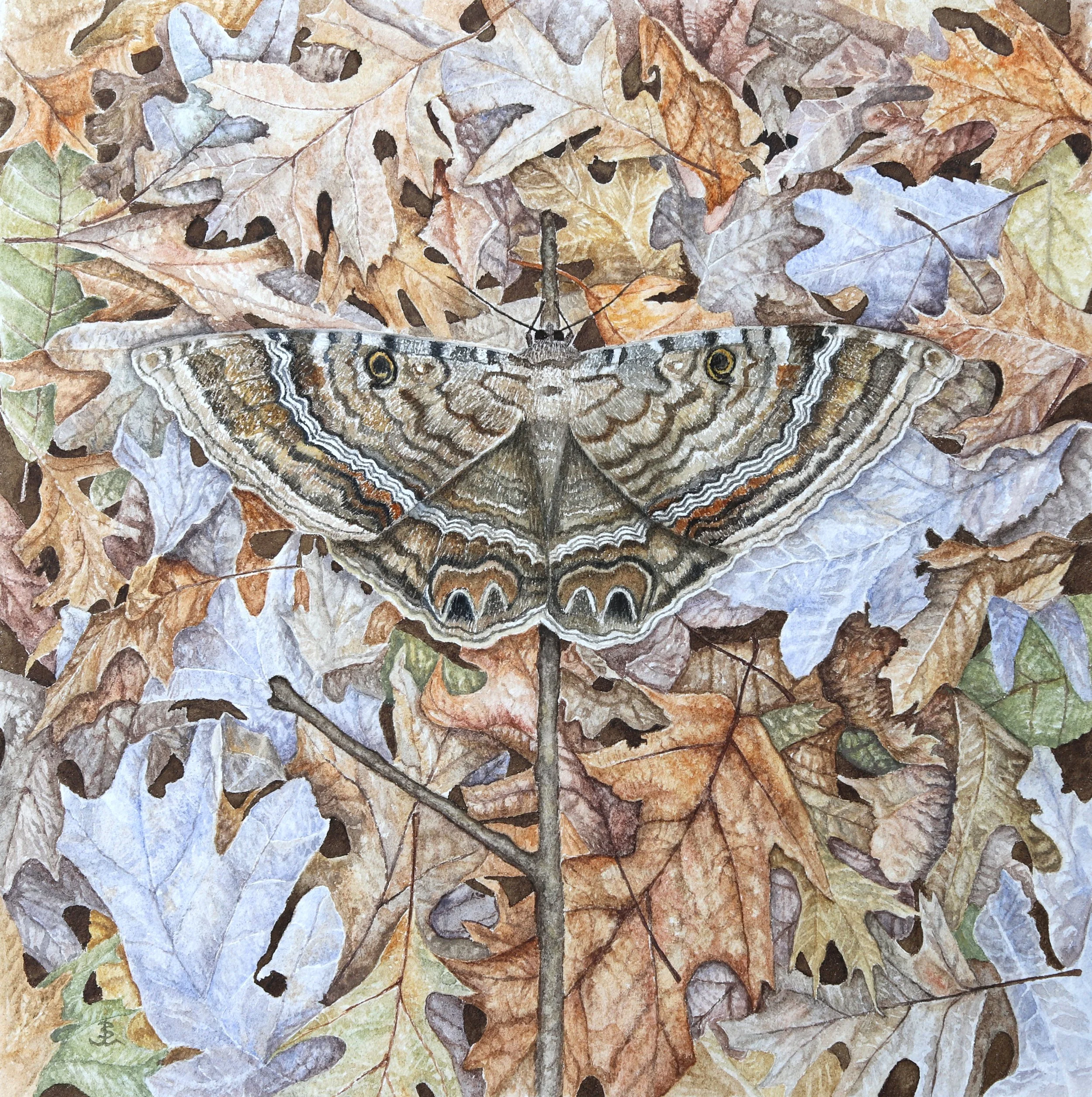 Blackwitch moth.jpg