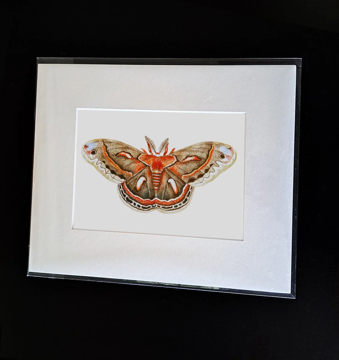 cecropia2.jpg