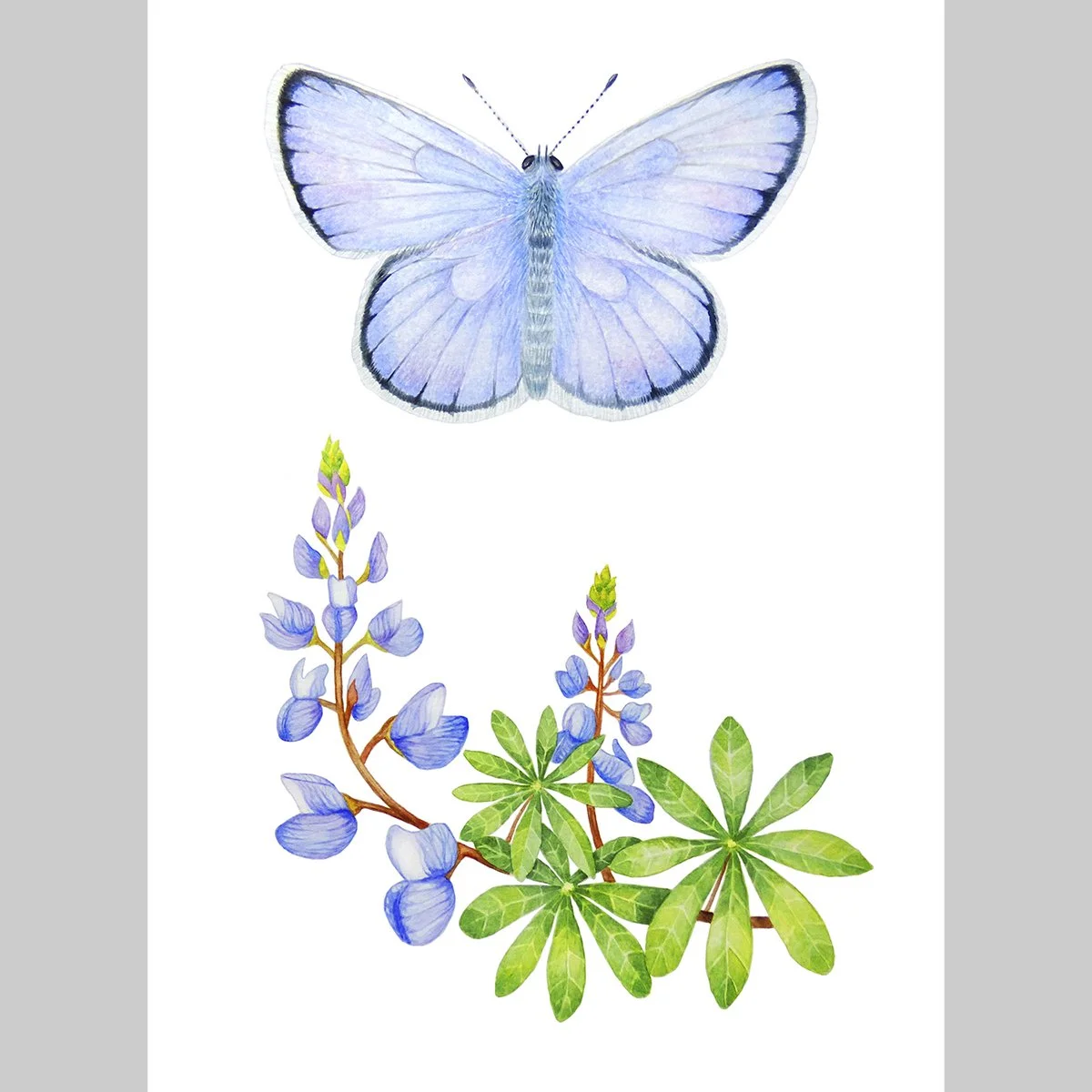 Limited Edition Print, Karner Blue Butterfly with Wild Lupine, 11"x 14"