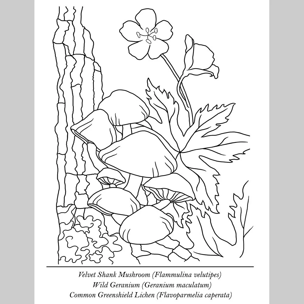 Educational Coloring Pages, set of 10