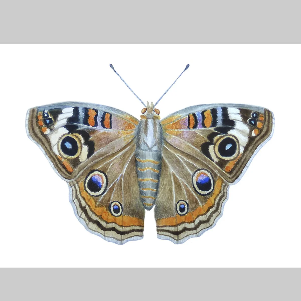 Printed Reproduction, Common Buckeye (Junonia coenia), 8"x 10"