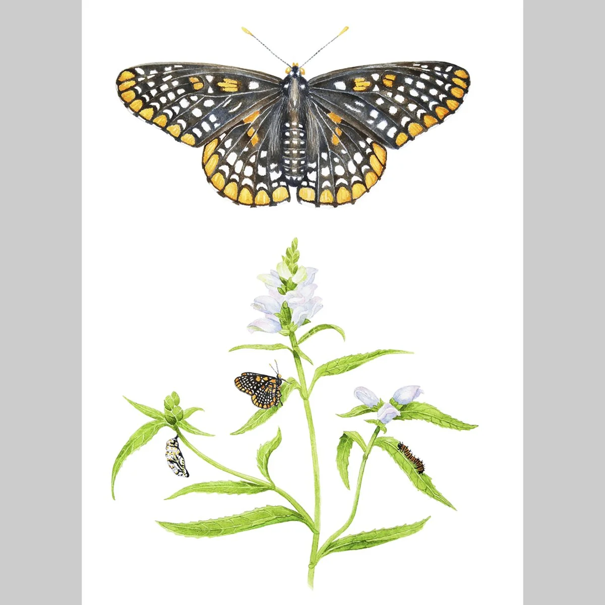 Limited Edition Baltimore Checkerspot with White Turtlehead